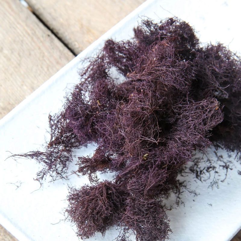 Lofoten Seaweed - Ocean Truffle 5 gram