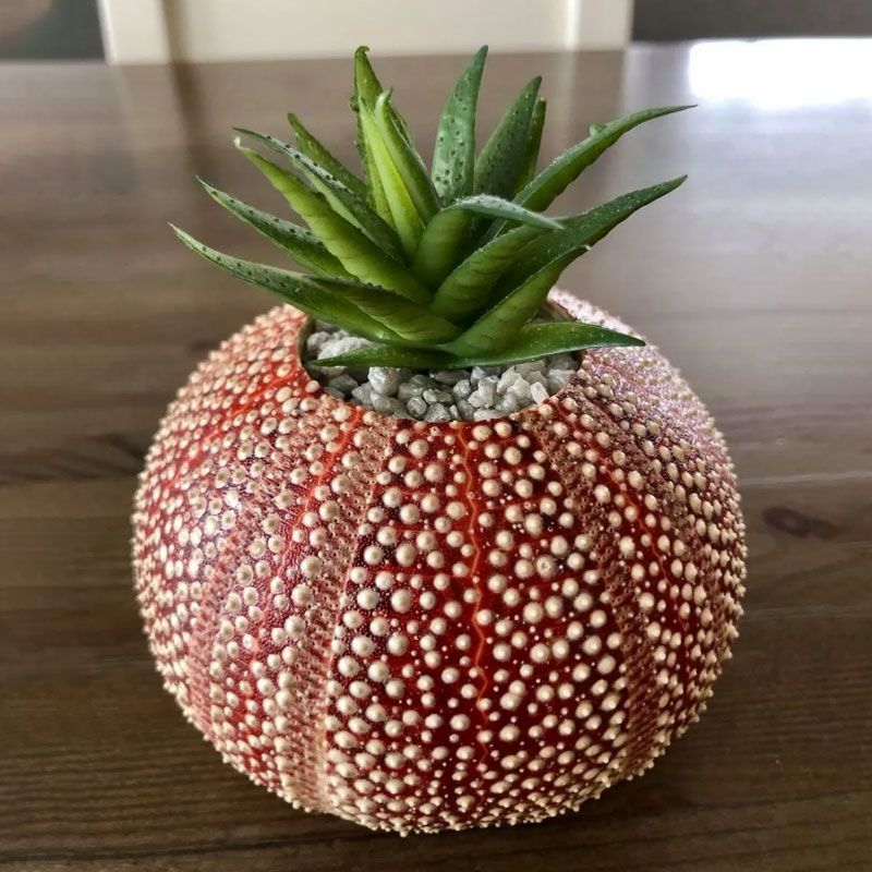 Nyt Lofoten - Kråkebollelys stor